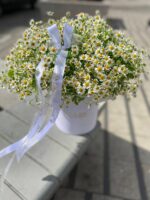 Flowerbox z rumiankiem w białym pudełku – Studio Deluxe