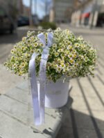 Flowerbox z rumiankiem w białym pudełku – Studio Deluxe