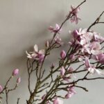 Bukiet z gałązek magnolii | Magnolia Poznań