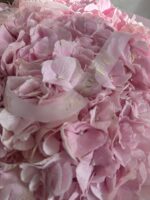 Bukiet różowych hortensji - obrazek 2