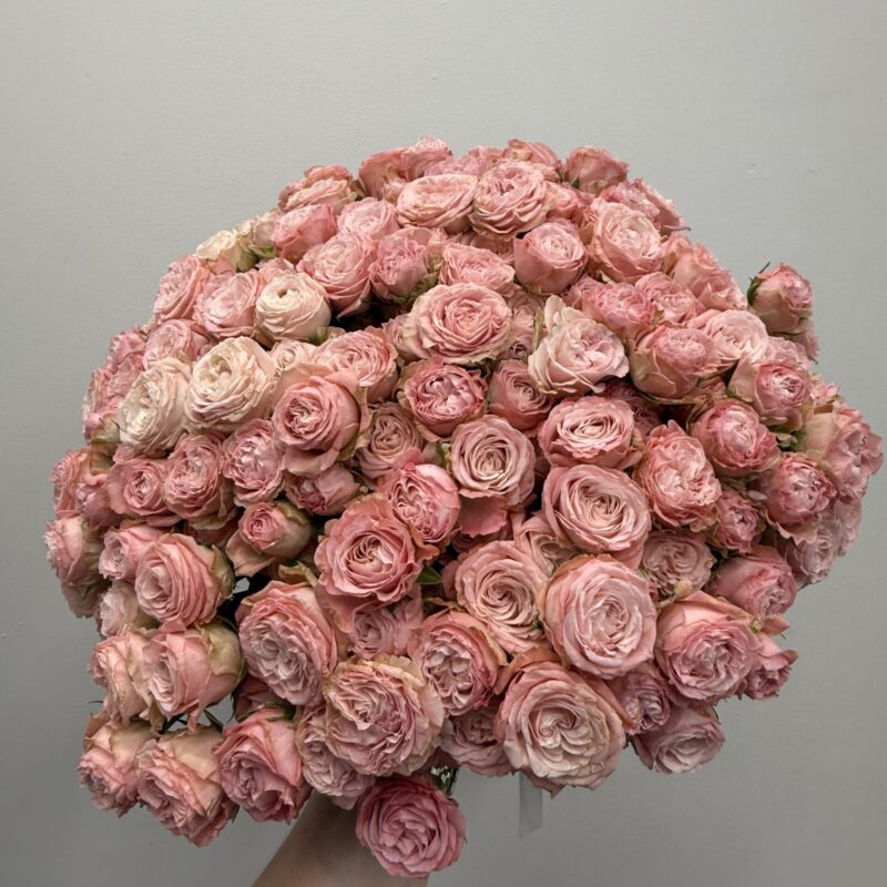 Róża gałązkowa Bombastic