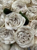 Luksusowa Piwoniowa Róża Westminster Abbey - obrazek 2